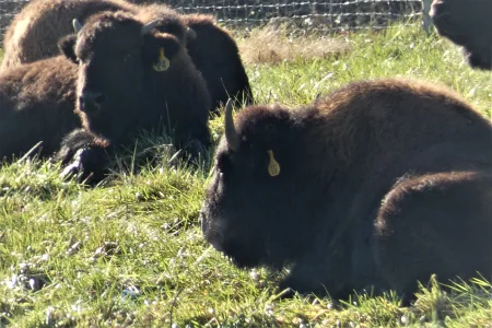 bison.webp