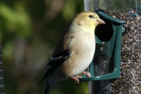 goldfinch.webp