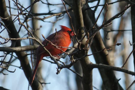 cardinal dec2020.webp