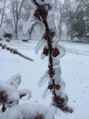 ice1.webp