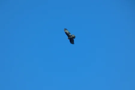 vulture in flight.webp