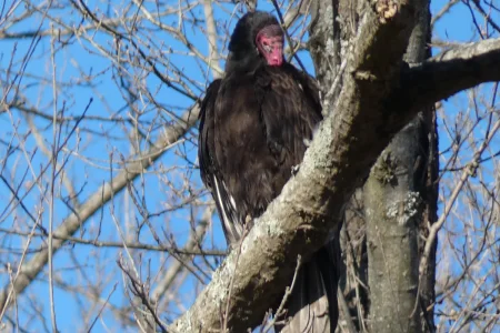 vulture in tree_2.webp
