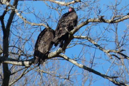 vultures in tree_2.webp