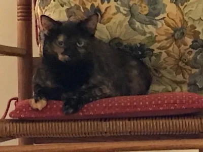 Lottie in rocker.webp