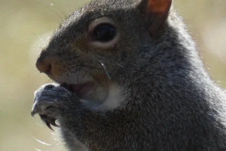 Mom's squirrel.webp
