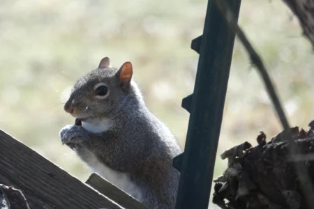 Mom's squirrel_2.webp