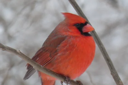 cardinal 02092021.webp
