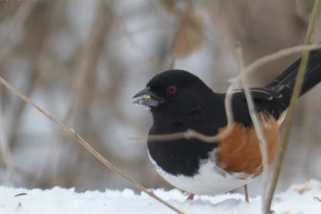 Eastern Towhee.webp