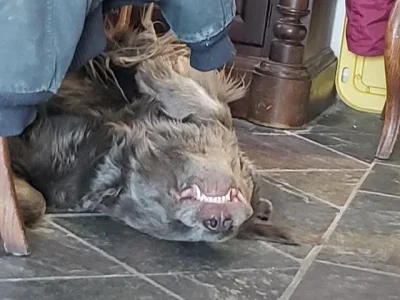 Ruff Morning.webp