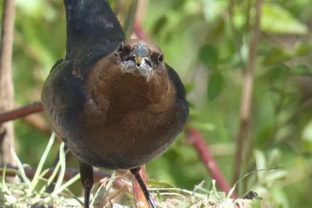 cowbird looking at camera.webp