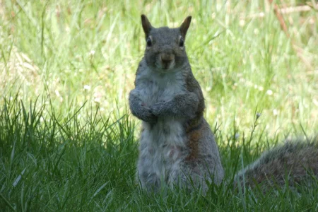 squirrel looking at camera.webp