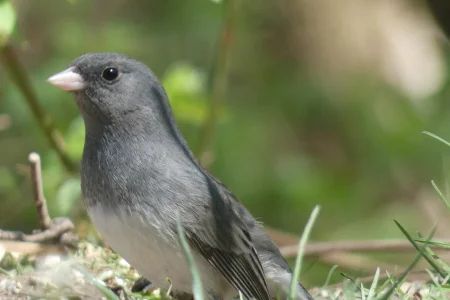 junco_5.webp