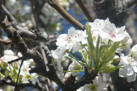 blooming tree outside condo.webp