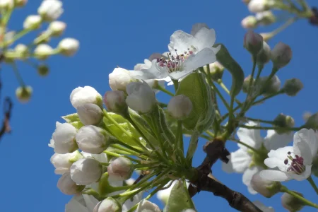 blooming tree outsisde condo_2.webp