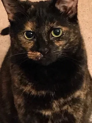 Lottie.webp