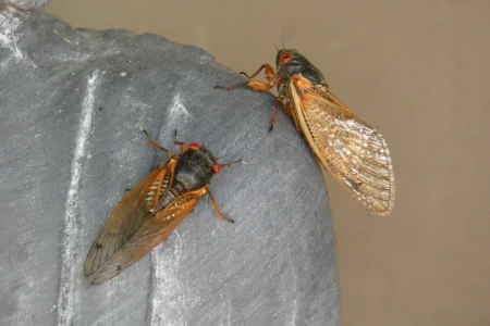 cicadas on Buddha 05252021.webp