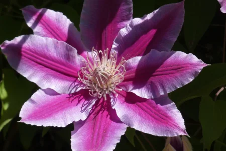 clematis.webp