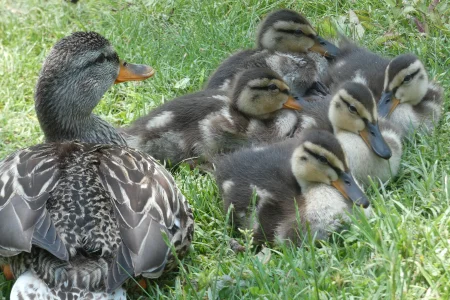 mama and babies close-up.webp
