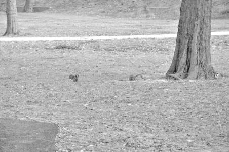 DSC_0217 copy.webp