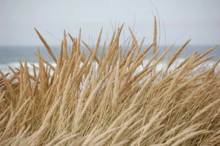 Dunes.webp