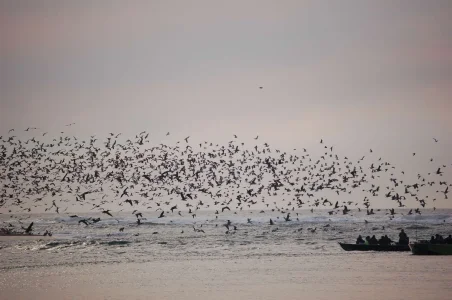 The Birds.webp