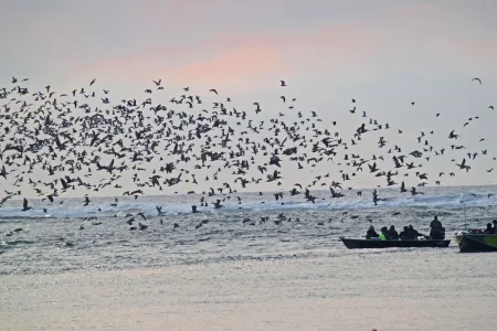 Birds and Fishing boats.webp