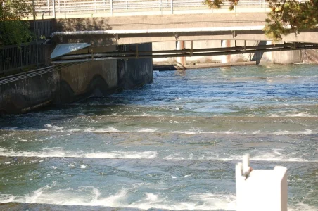 Fish Ladder.webp