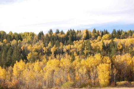 Teton Foilage.webp