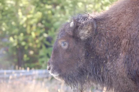 Yellowstone Bison Calf.webp