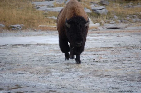 Yellowstone Bison Charge.webp