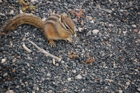 Yellowstone Chip Monk.webp
