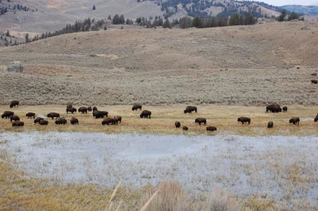 Yellowstone Bison Herd.webp