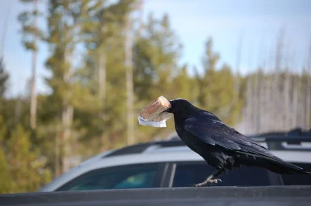 Yellowstone Crow Stealing Sandwich.webp