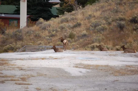 Yellowstone Elk.webp