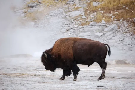 Yellowstone First Bison.webp