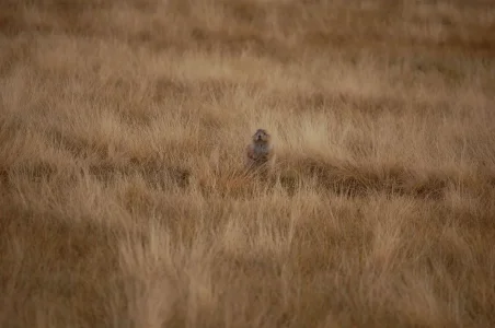 Wyoming Prairie Dog.webp Wyoming Prairie Dog.webp