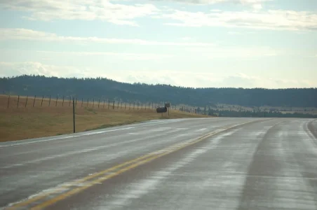 Wyoming Deer.webp