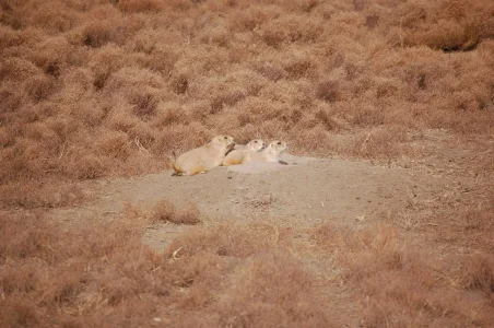 badland prairie dog 1.webp