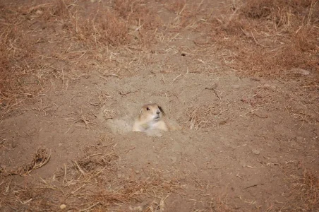 badland prairie dog 2.webp