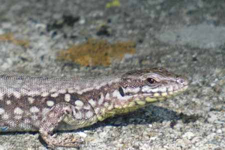 common wall lizard_2.webp