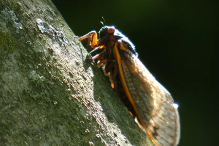 cicada on branch.webp