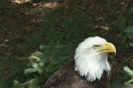 bald eagle_2.webp