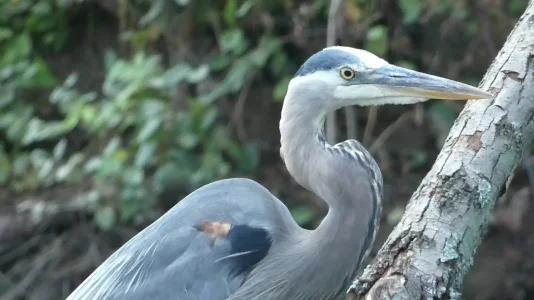 heron close up 06272021.webp