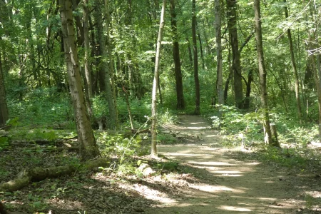 MWF horiz path and trees.webp