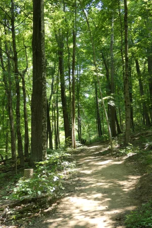 MWF path sun and trees.webp