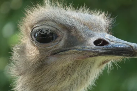 Ostrich - Ark Encounter.webp