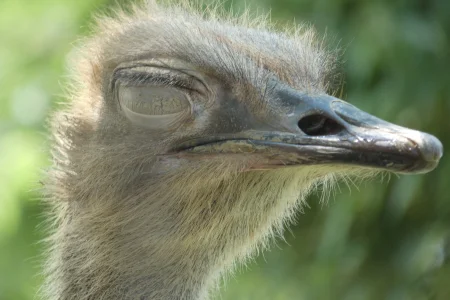 Ostrich - nm AE.webp