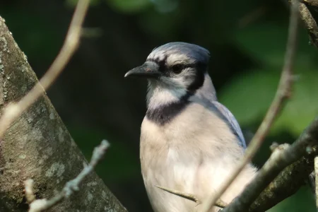 blue jay waiting for food.webp