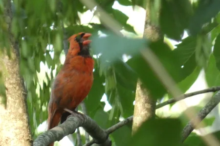 singing cardinal.webp