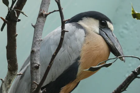 boat-billed heron_2.webp